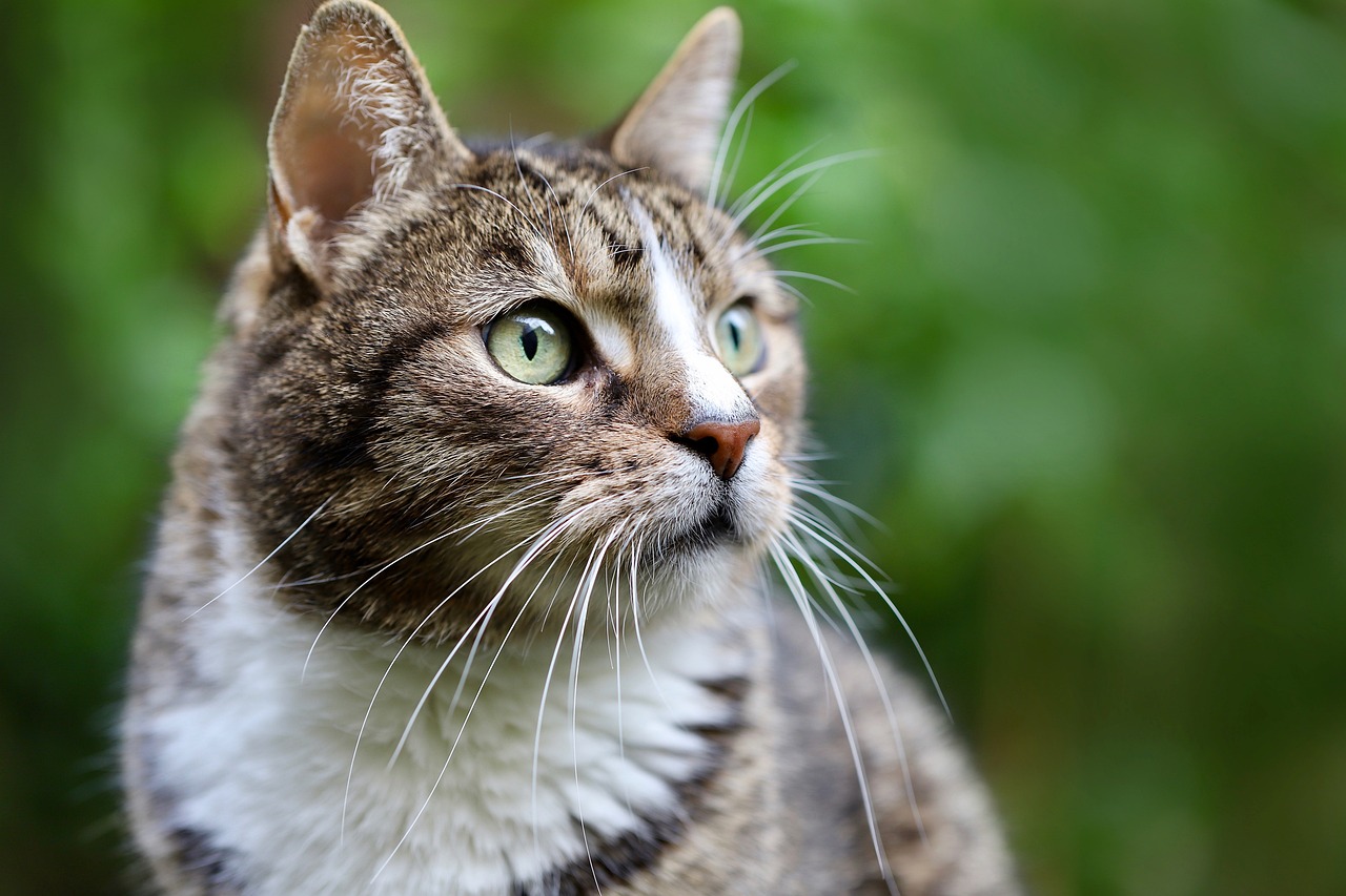 How to Train Your Cat to Accept Grooming